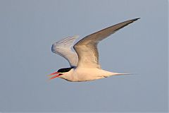 Elegant Tern